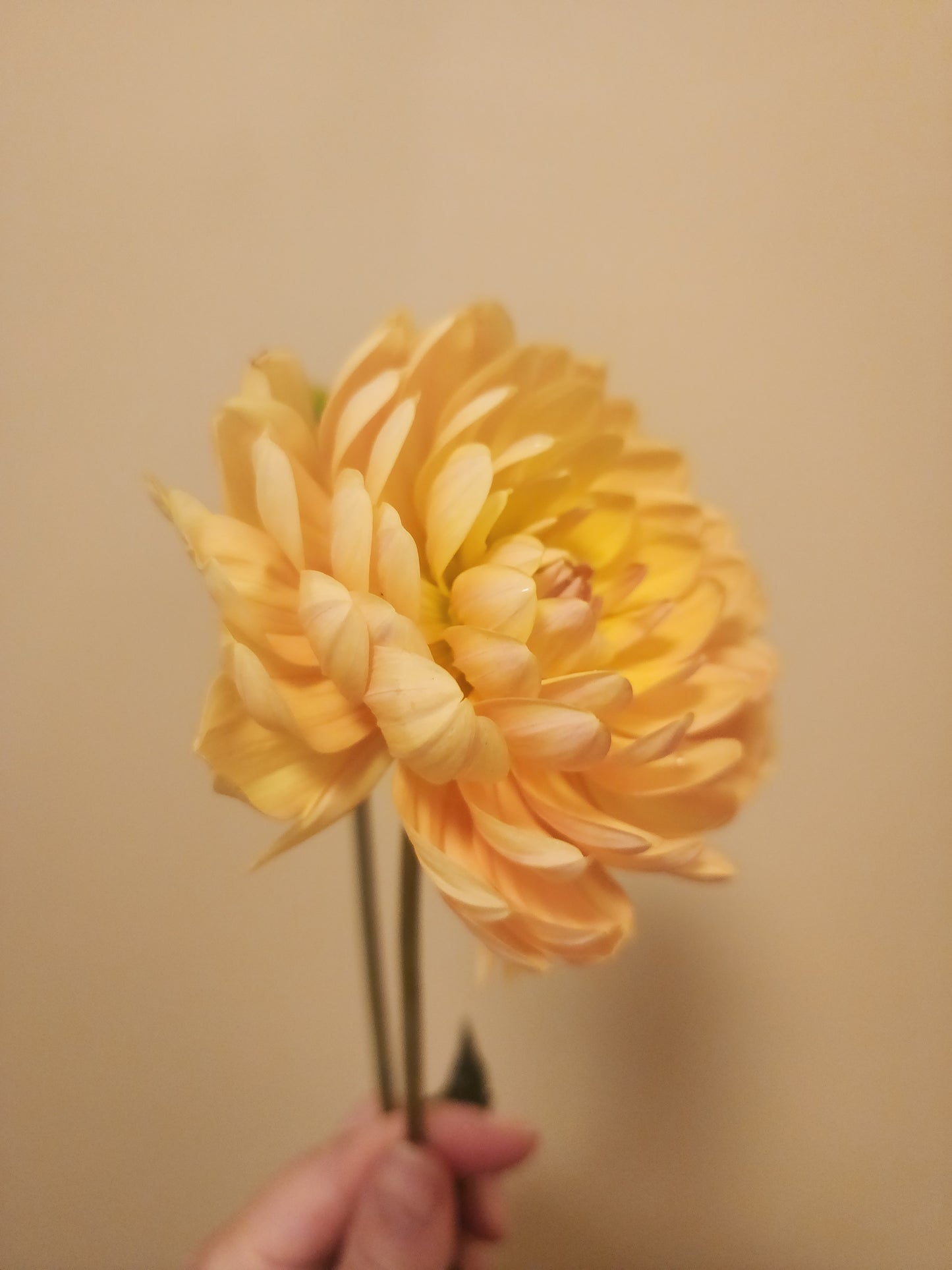 Sandia Susan (1 tuber)