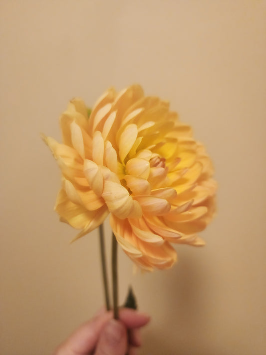 Sandia Susan (1 tuber)