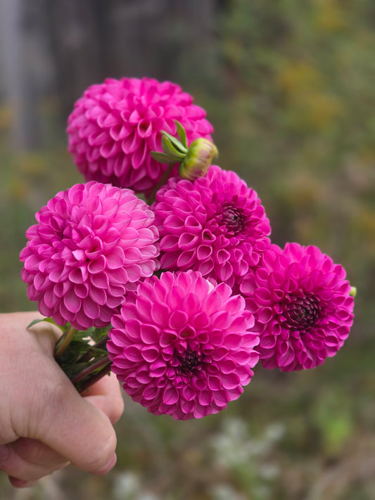 Ishizue 🇯🇵(1 tuber)