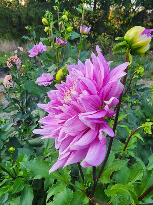 Sumire-Kaoru 🇯🇵(1 tuber)