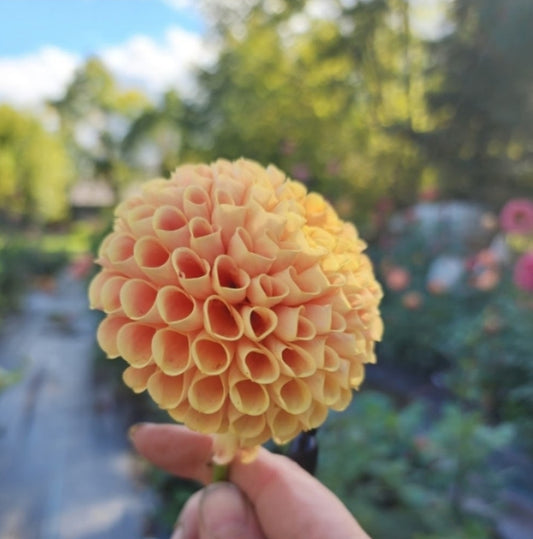 Hapet Goldnugget (1 tuber)