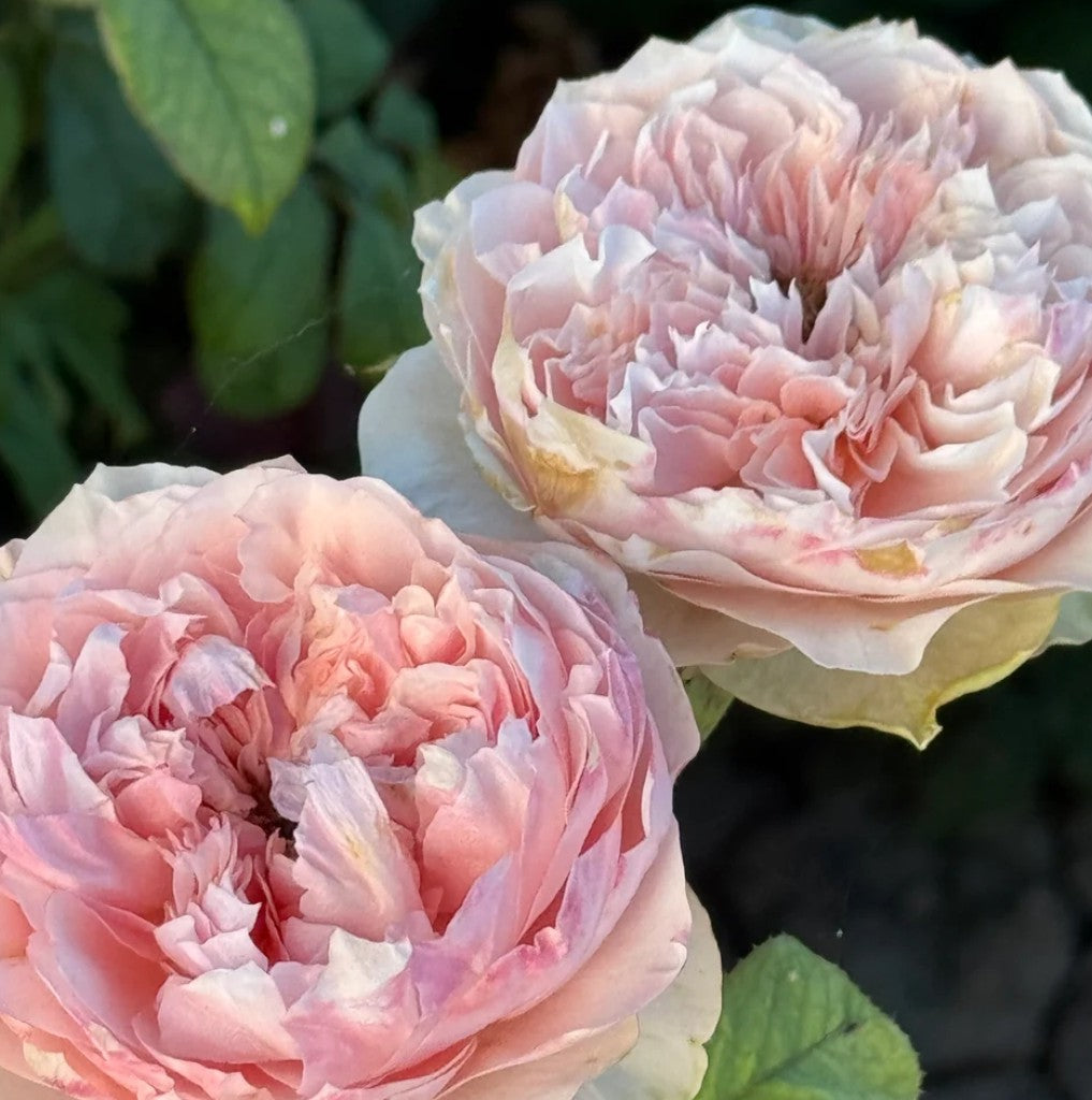 Bloomsbury™ - Experienced (1 Bare Root Rose)