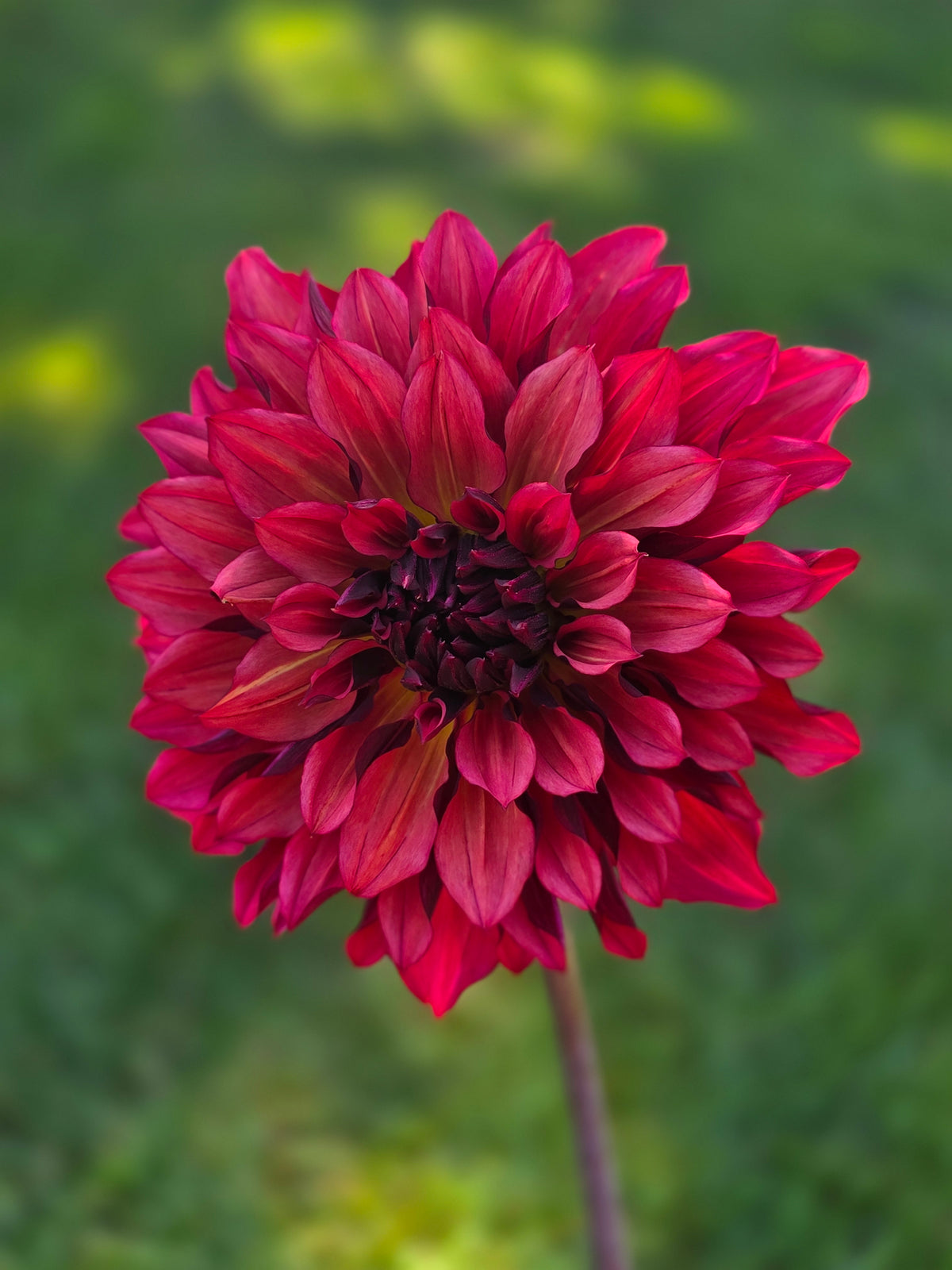 Wild Sister (1 tuber)