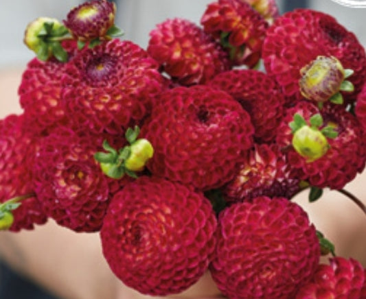 Ryecroft Blackberry Imported (1 Tuber)