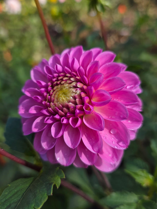 Skeena Sally (1 tuber)
