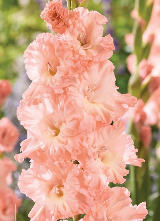 Blushed Look Gladiolus