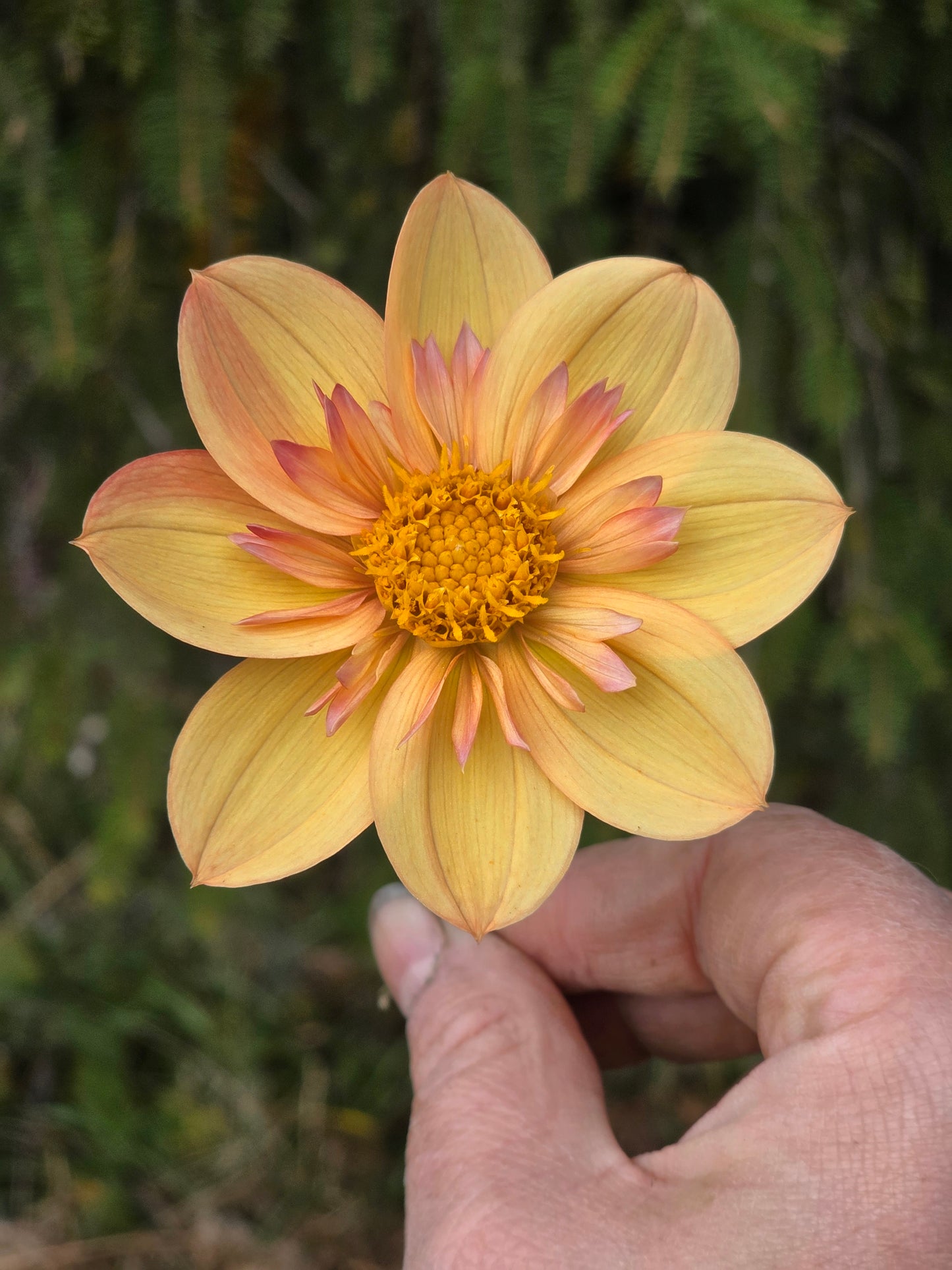 Kelsey Annie Joy (1 tuber)