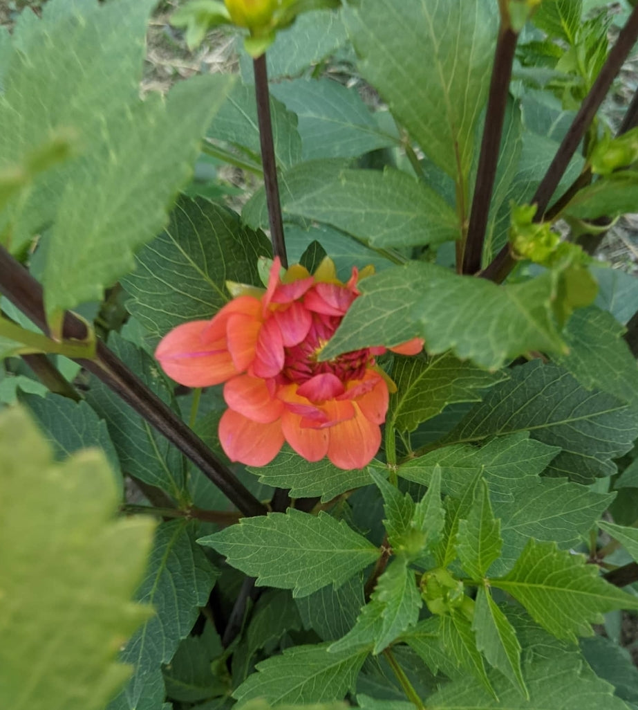 Cheerleader (1 tuber)