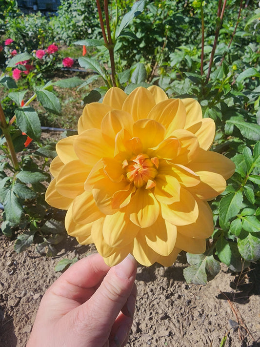 Apricot Desire (1 tuber)