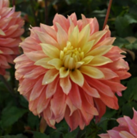 Blushing Lady Imported (1 Tuber)
