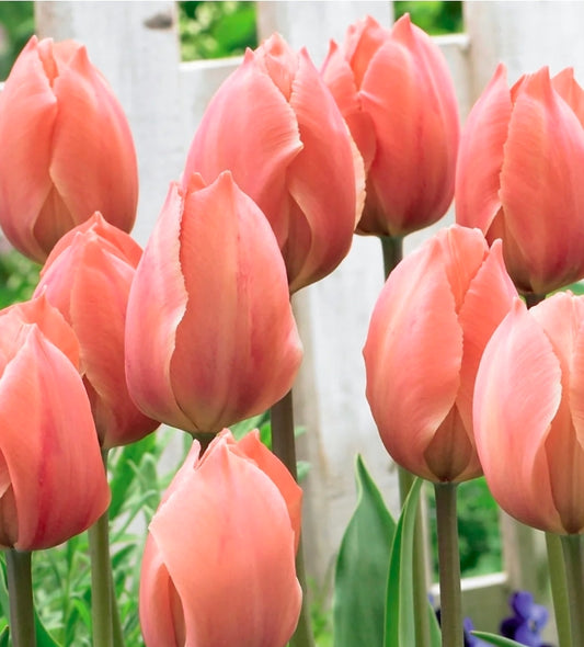 Tulips Fall Shipped Darwin Salmon Van Eijk (10 bulbs)