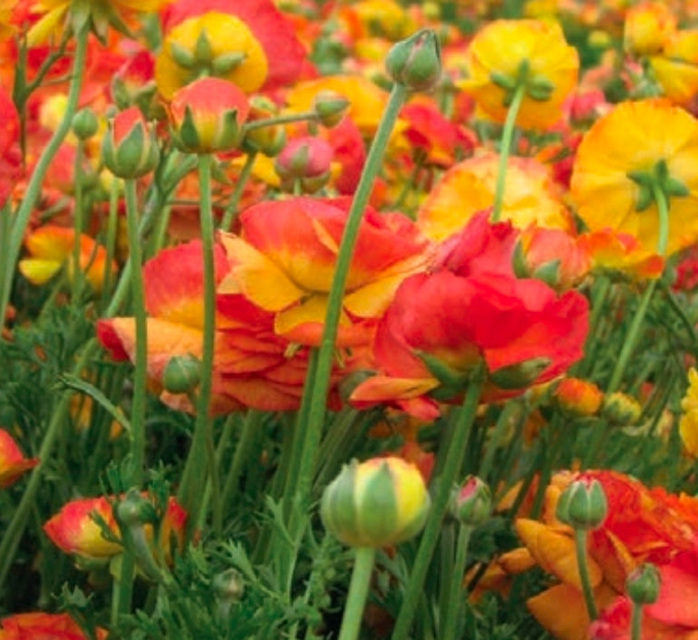Aviv Picotee Orange Ranunculus