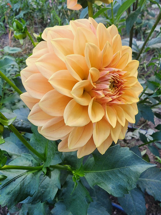 Lee's Pumpkinhead (1 tuber)