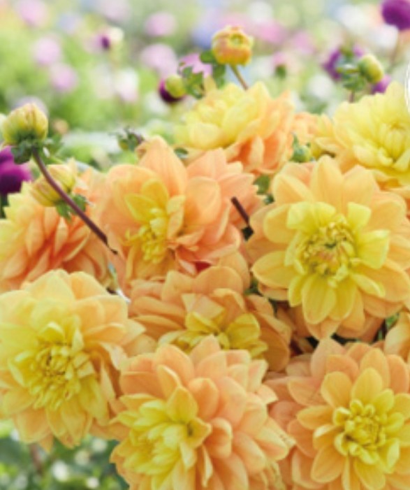 Monet Glory Imported (1 Tuber)