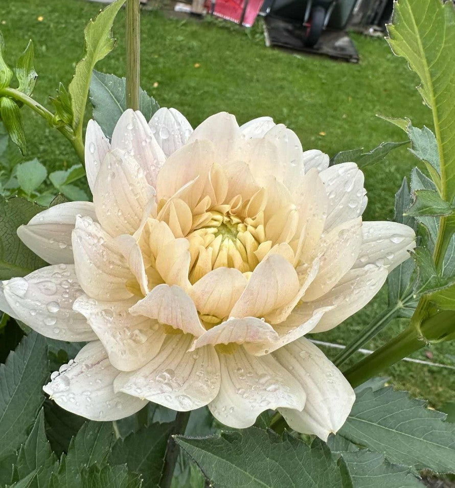 Glossy Olivia/Annika Imported (10 Tubers)