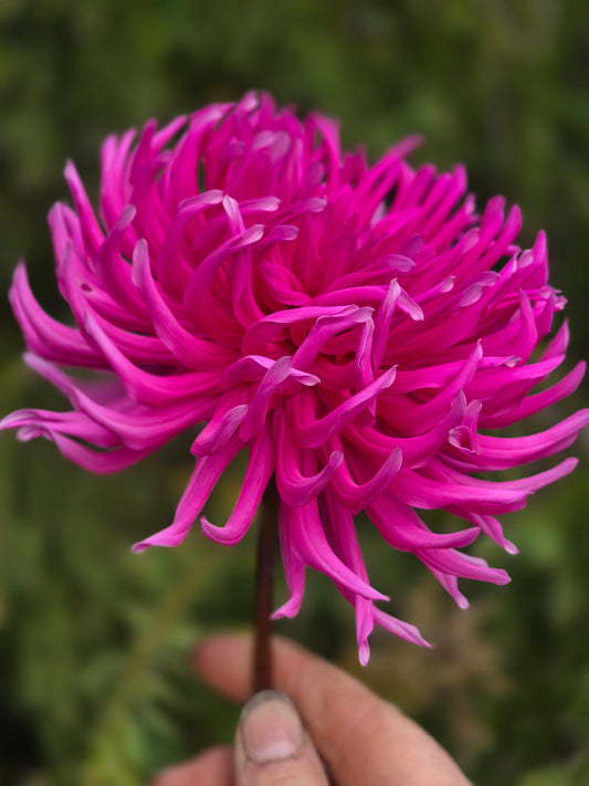 Canada Only Spring Shipped Jayne (1 cutting)