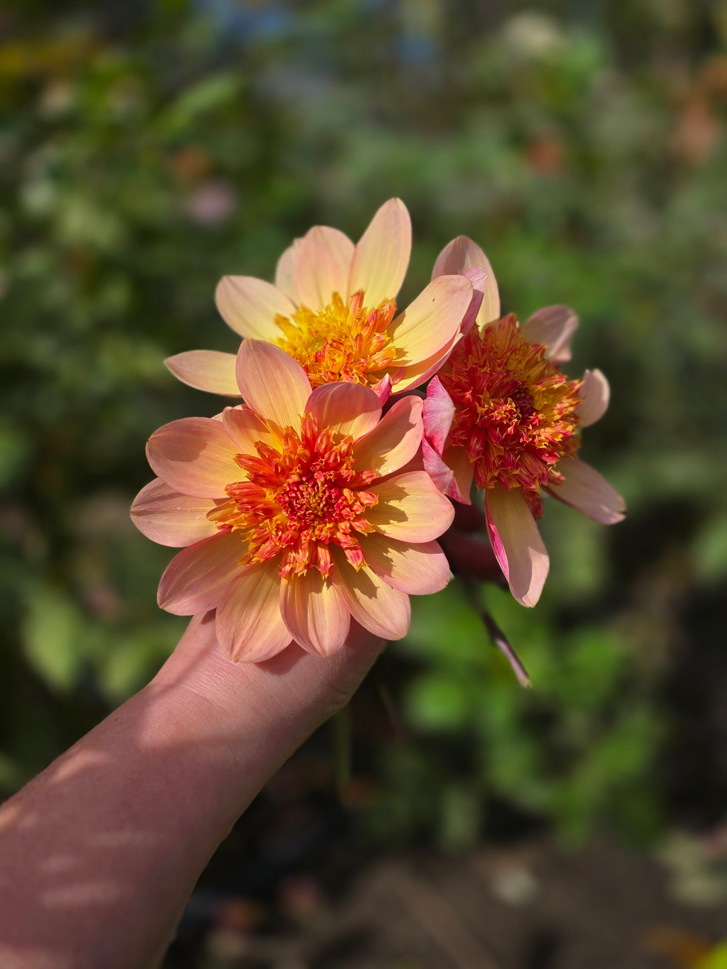 Lava Glow (1 tuber)