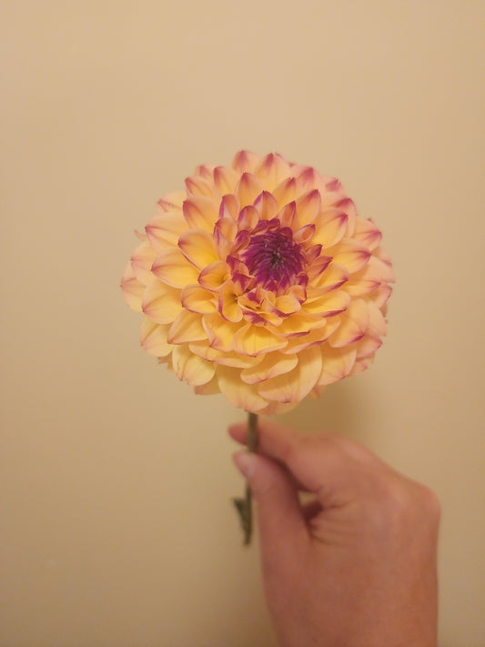 Skeena Ruby Duby (1 tuber)