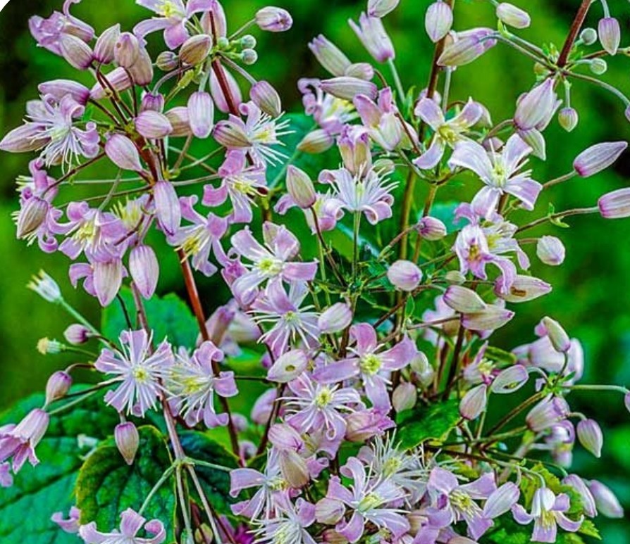 Mrs Robert Brydon Clematis