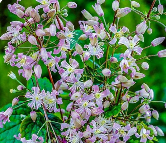 Mrs Robert Brydon Clematis
