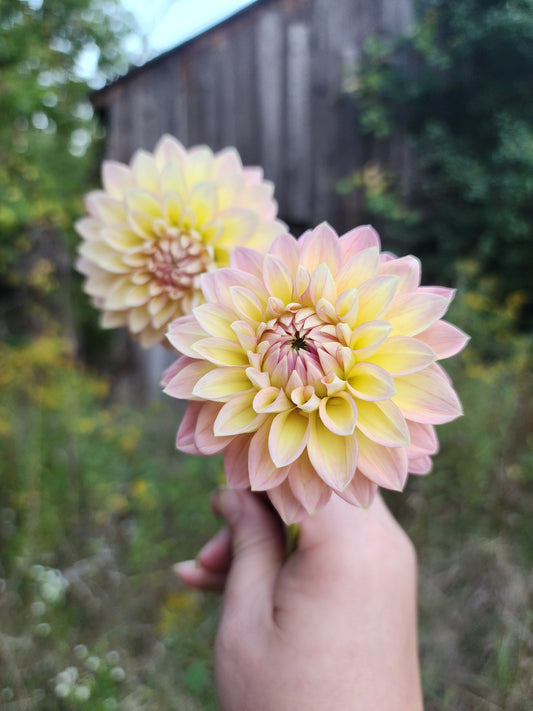 BHG Sun Kissed (1 tuber) 🇨🇦