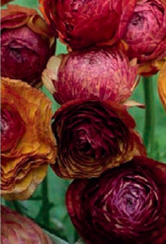 Aviv Picotee Cafe Ranunculus