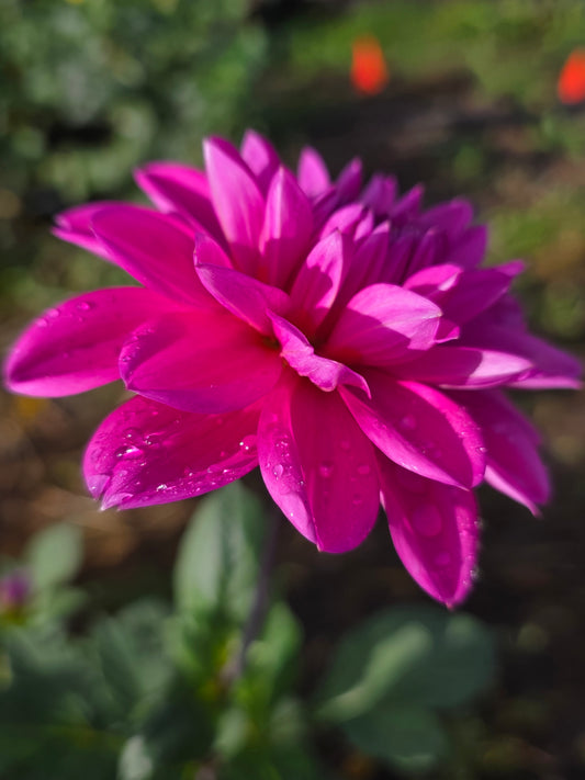 Hapet Pink Sea (1 tuber)