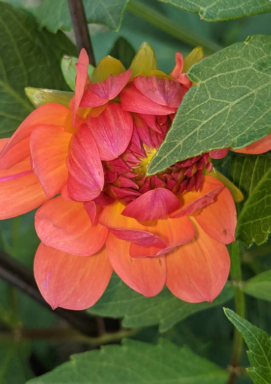 Cheerleader (1 tuber)
