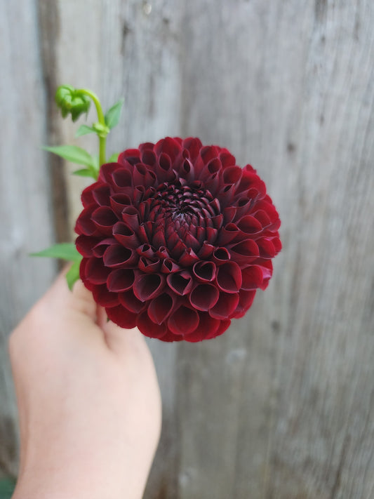 Aurora's Kiss  (1 tuber) 🇨🇦