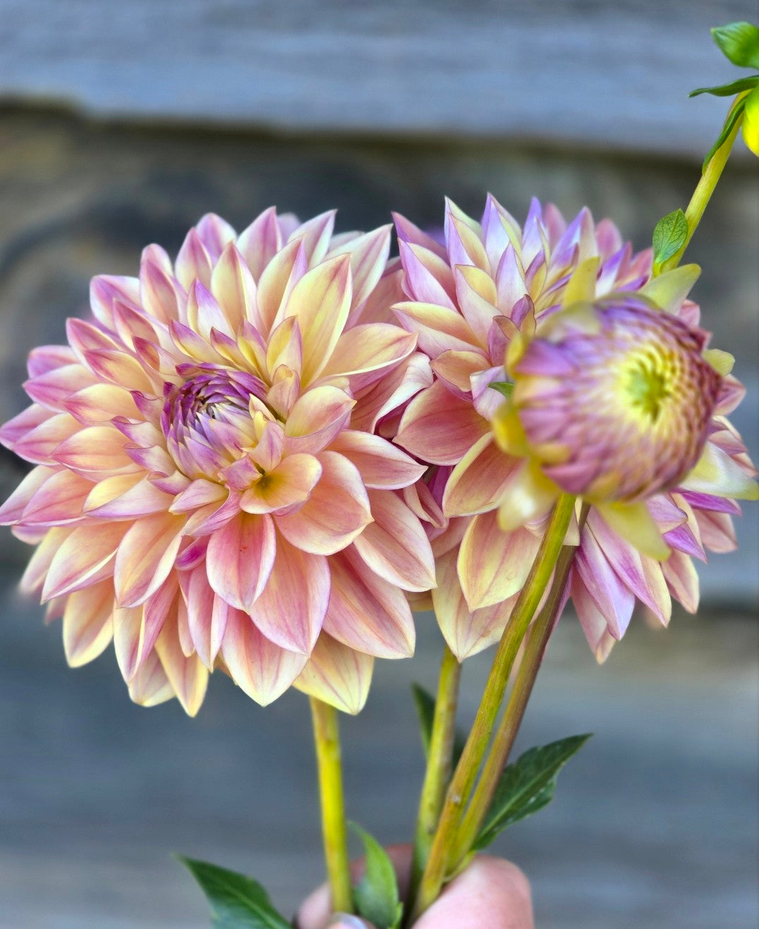 Canada Only Spring Shipped Dusty Beauty (1 cutting)