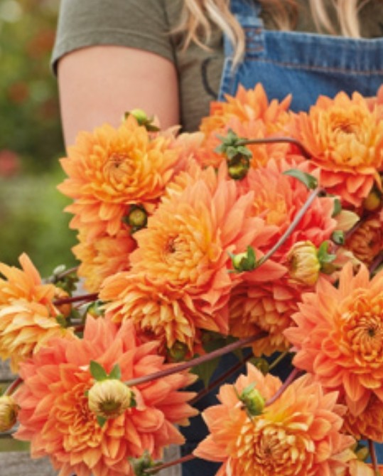 Salmonette (1 Imported Tuber)