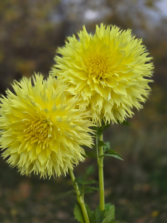 Van Isle Citronella (1 tuber)