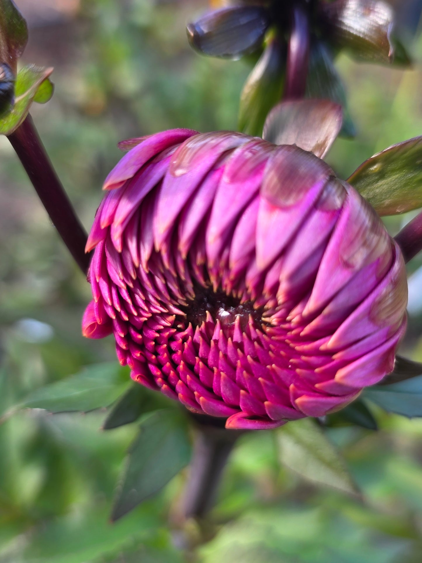 Sweet Sanne (1 tuber)