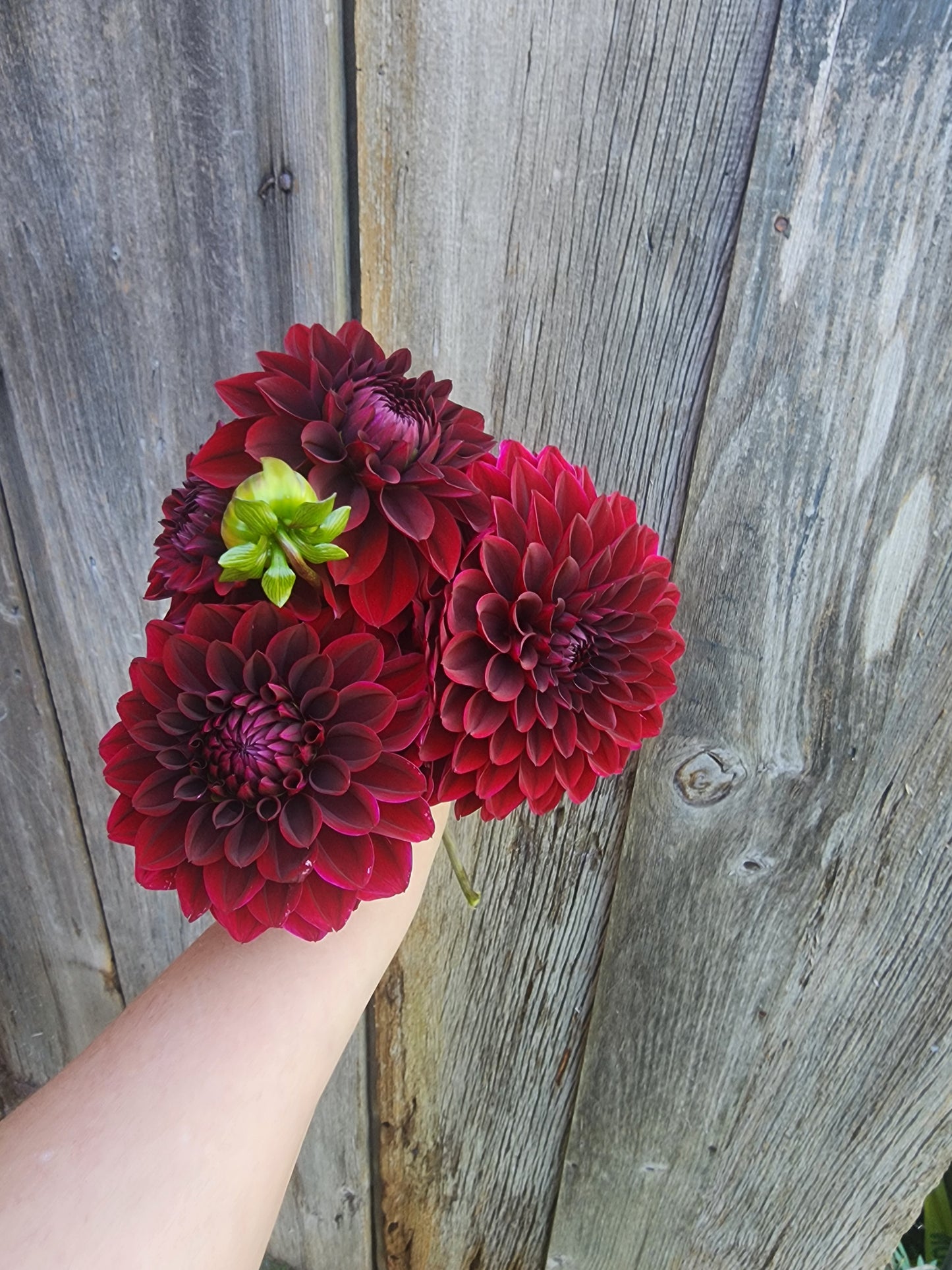 Kingsblood (1 Tuber)