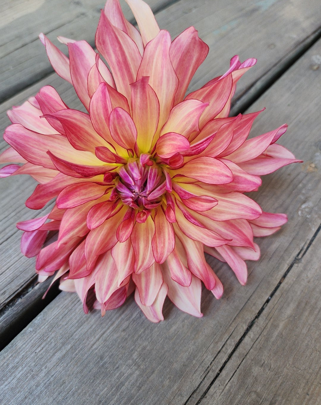 Dutch Delight (1 tuber)