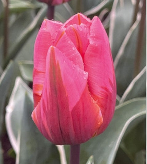 Tulips Fall Shipped Pretty Princess (10 bulbs)