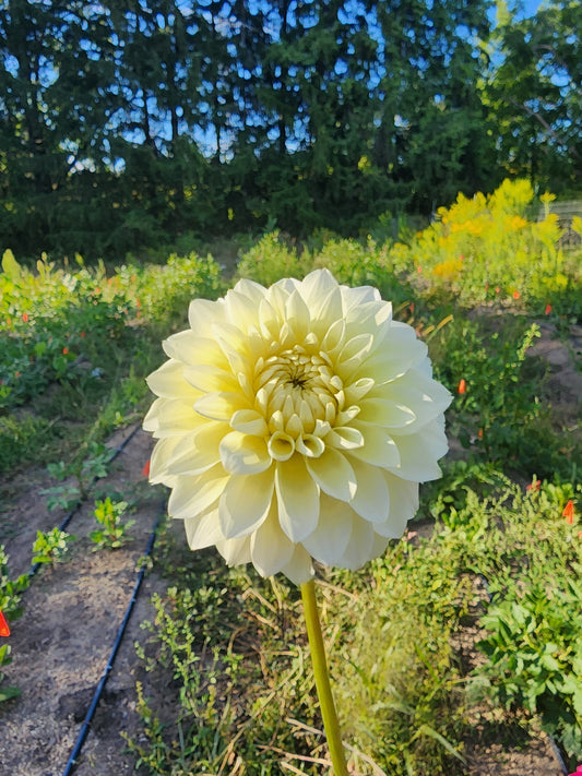Skeena Willow (1 tuber)