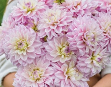 Pink Twilight Imported (1 Tuber)