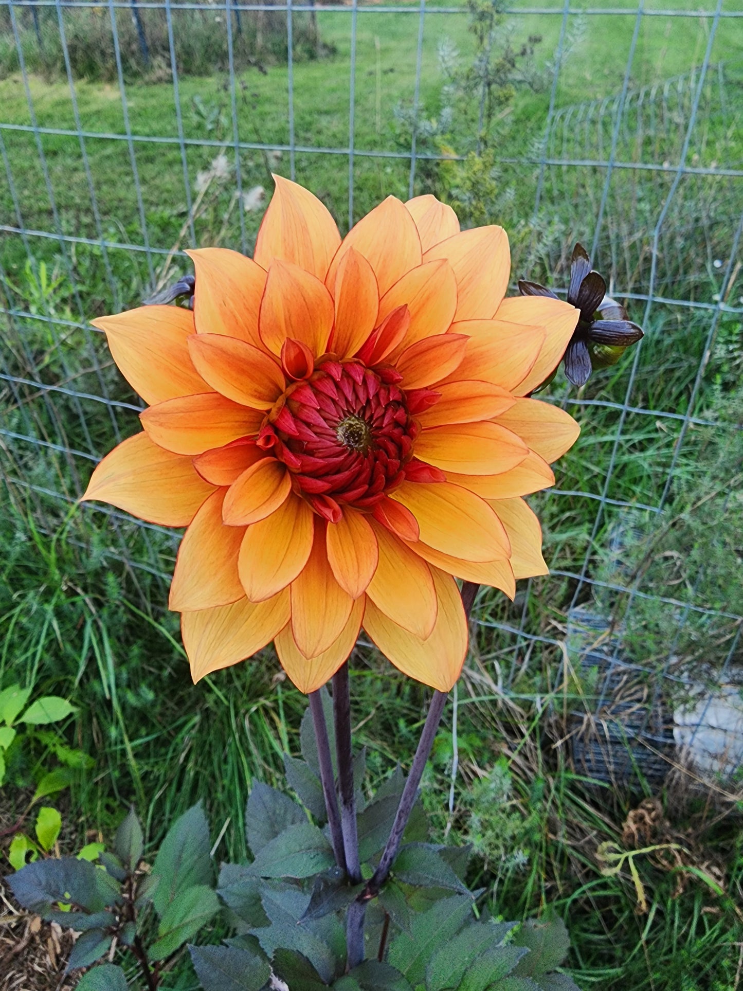Statue of Orange (1 Tuber)