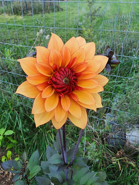 Statue of Orange (1 Tuber)
