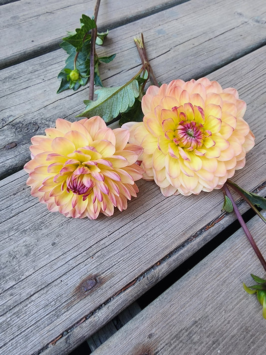 Sandia Bliss (1 tuber)