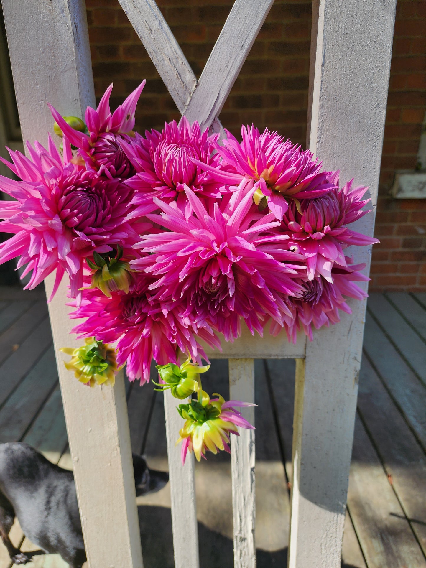 Sandia Barbie (1 tuber)