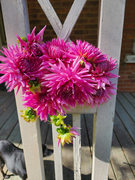 Sandia Barbie (1 tuber)