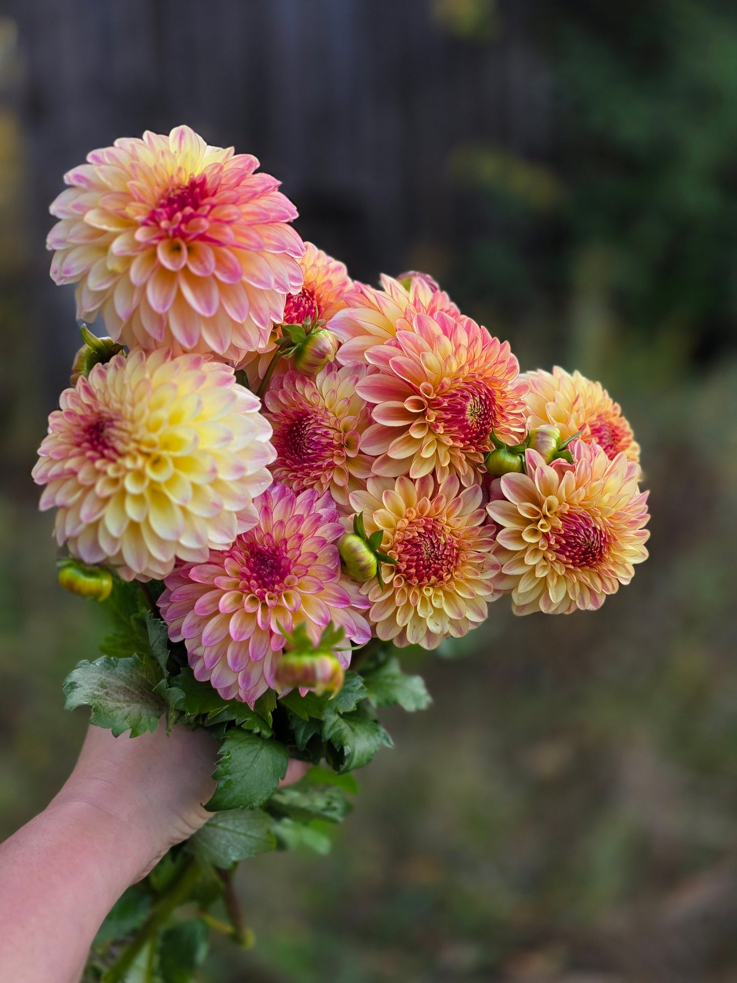 Canada Only Spring Shipped KA's® Mocha Katie (1 cutting)