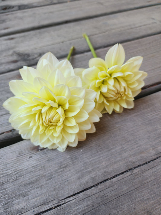 Cream Beauty (1 tuber)