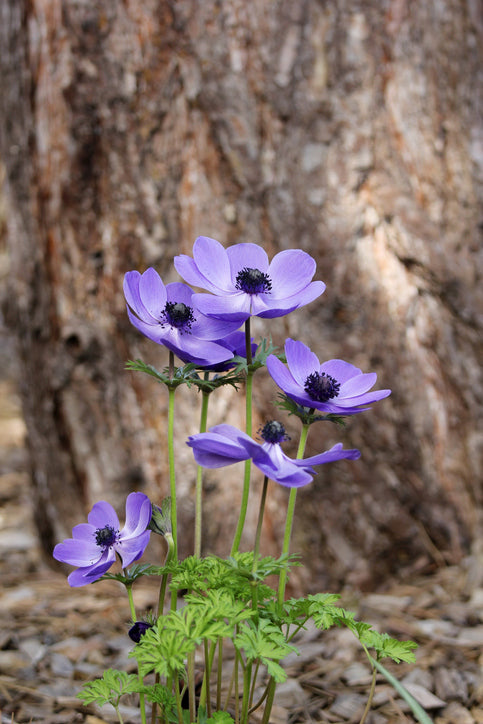 Anemone Mr Fokker (10 corms)