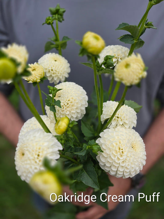 Oakridge Cream Puff 🇨🇦 (1 tuber)