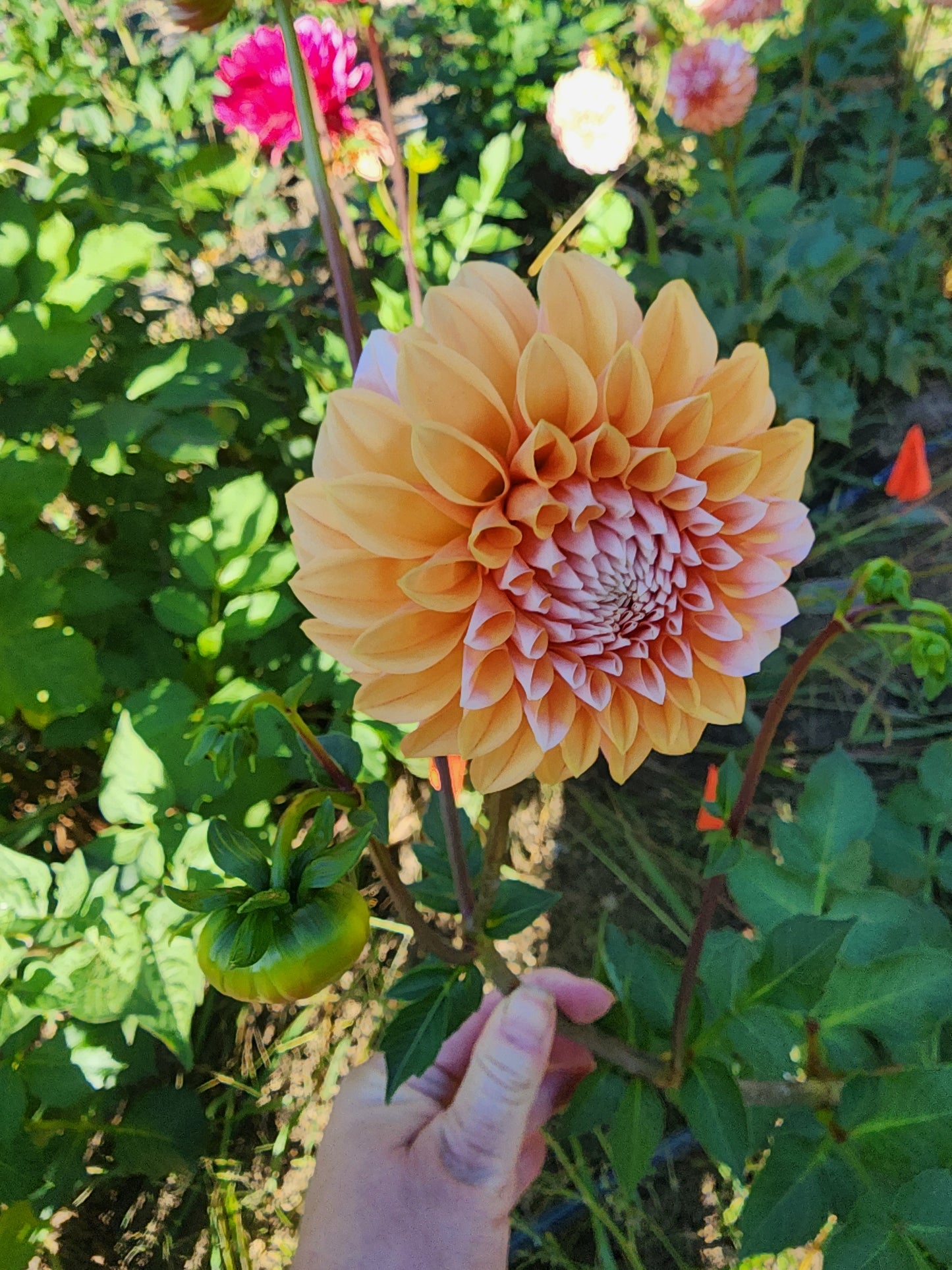 Bell's Otago (1 tuber)