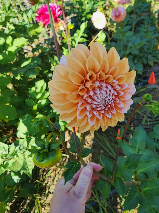 Bell's Otago (1 tuber)