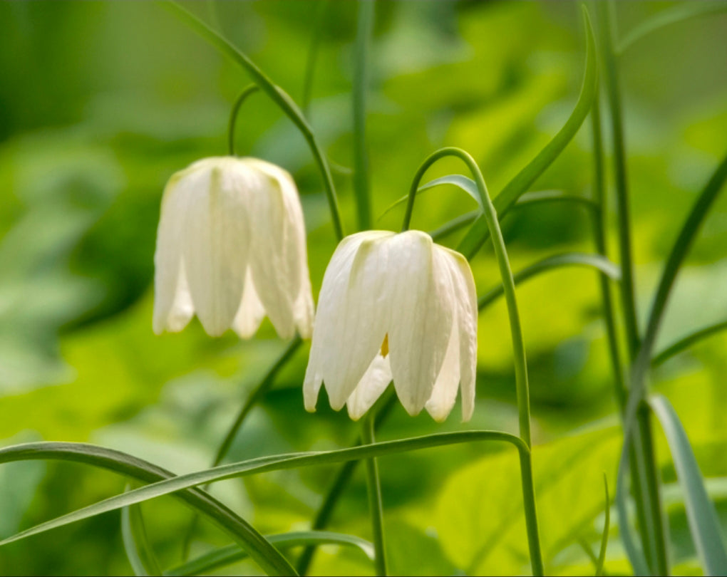 Fritillaria Fall Shipped (Meleagris) Alba (10 bulbs)